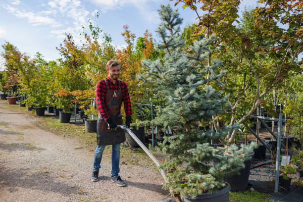 Best Storm Damage Tree Cleanup  in Val Verde, CA